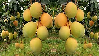 Mango Farming to Harvesting Mango and then processing mango and packaging mango into mango factory
