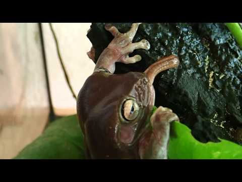 Rosnicka bielolica (Litoria caerulea) - krmenie