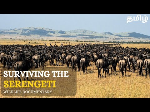 Surviving The Serengeti