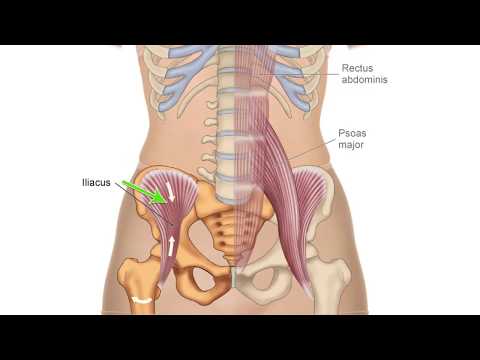 Muscle Action Series - Iliacus