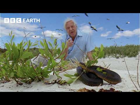 Snakes vs Gulls: A Battle of Survival