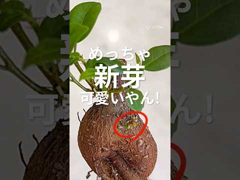 bac-a-fleurs-bois-terrasse-idee-deco-table-ronde