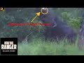 Watch The Amazing Moment A Buffalo Sends A Crocodile Soaring Through The Air