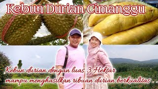 Download lagu KEBUN DURIAN DENGAN LUAS 3 HEKTAR YANG MAMPU MENGHASILKAN RIBUAN BUAH DURIAN BERKUALITAS mp3
