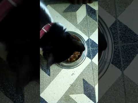 Bhutu eating her tuna based food in gel