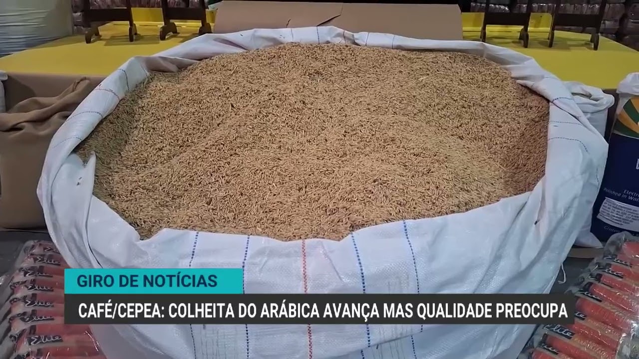 Colheita do café arábica avança mas qualidade preocupa | Giro de notícias