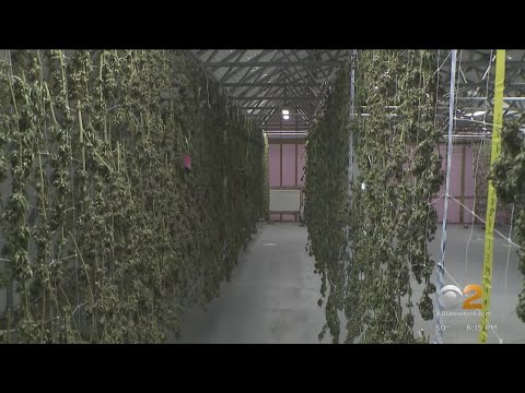 A first look inside some of New York's new marijuana farms