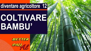 Diventare agricoltore - ep.12 - Coltivare il bambù