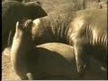 Marine Animals It S Mating Season Oceana