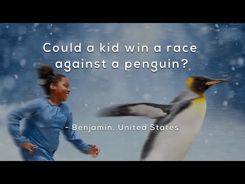 Could a kid win a race against a penguin