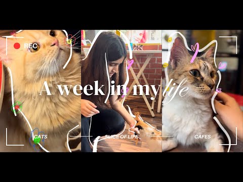 CAT CAFE BANGALORE | SLICE OF LIFE | WEEKLY VLOG | #cat