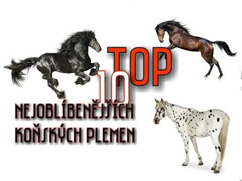 , title : 'TOP 10 nejoblíbenějších koňských plemen'