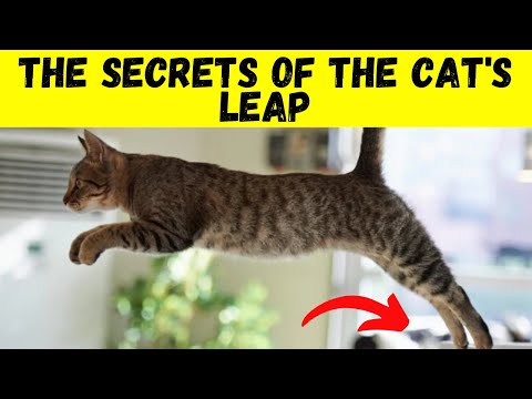 The secret of cats' jumps:  how do they manage to jump so high?