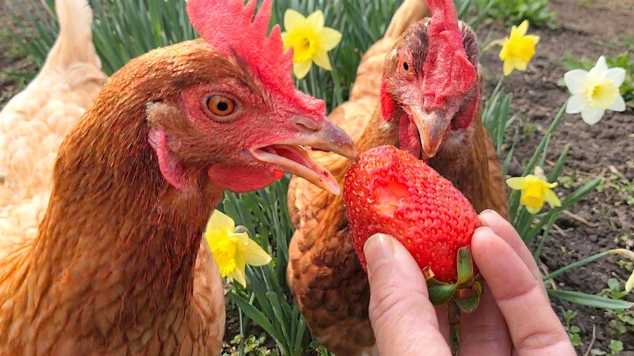 イチゴとニワトリ、ハイ、かわいい❤【鶏まっしぐら】#113