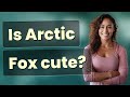 Is Arctic Fox cute?