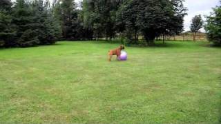 Leon Boxer's exercise ball workout