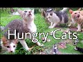 Very Hungry Cats Meowing Very Loudly Early In The Morning CatsLifePH