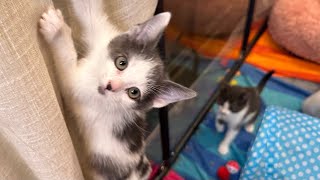 I Caught My Rescue Kittens Escaping...