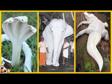 35 albino animals that were only seen once