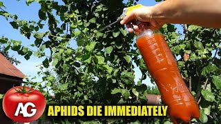 Aphids are afraid of this like fire! The best aphid remedy without any chemistry