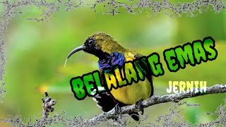 Download lagu MASTERAN SOGON AGUERO, terbaru jernih mp3