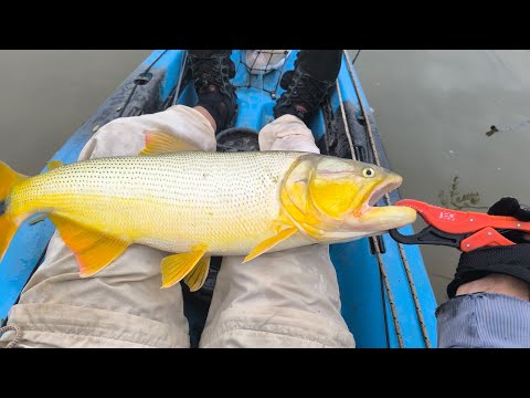 " DORADOS DEL FRONTAL 🔥 " Pique en vivo en termas de Río Hondo 🎣🔥