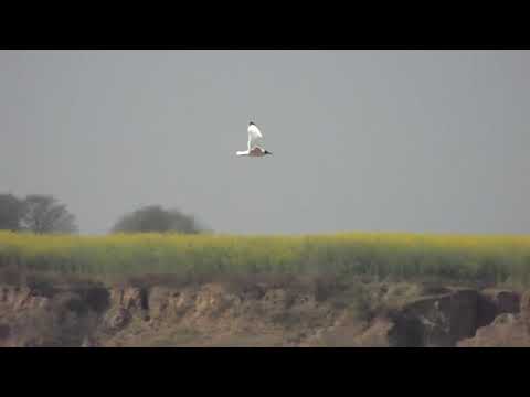 Pallas's Gull, Ichthyaetus ichthyaetus, Chambal River, Dholpur, Rajasthan, India, 4 Febr 2011