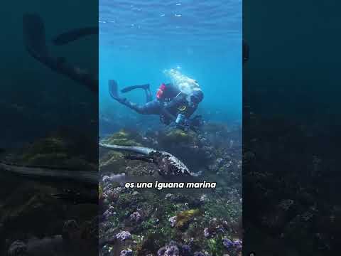 Si me lo encuentro, ¿Puedo tocarlo? #Science #popular #usa