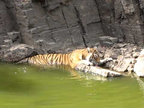 T16 - Machali settling in a waterhole at Ranthambhore