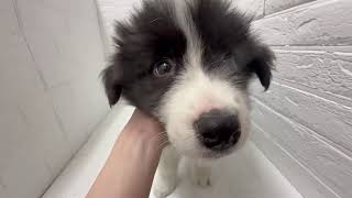 ボーダーコリーの動画01