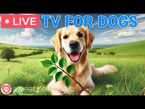 🔴24 Hours of Dog TV🎵🐶Calming Music for Dog Sleep🐾🩷Soothing Music for Anxious and Stressed Dogs