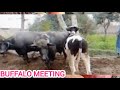 Heat Buffalo Meeting Video Buffalo Meeting Video Buffalo Animals Bull Fyp 2023