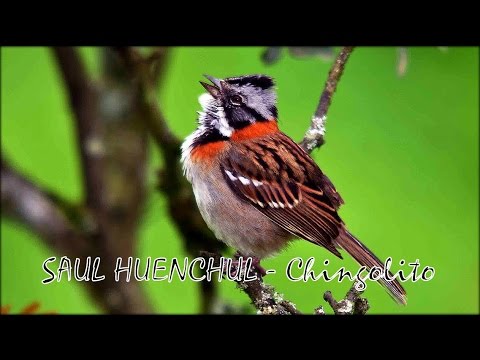 Saul Huenchul - Chingolito