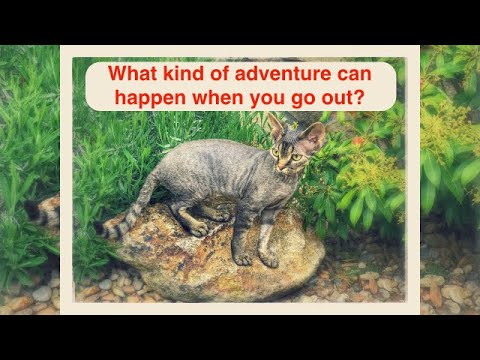 What kind of adventure can happen when you go out? [Devon rex cat]