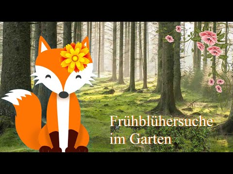 Frühblühersuche im Garten