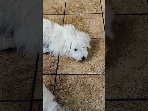 Coton de Tulear puppy for sale