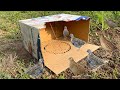 Quail Btair Trap Using Cardboard Box Trap Ideas For Birds ​⁠ Qbtraps