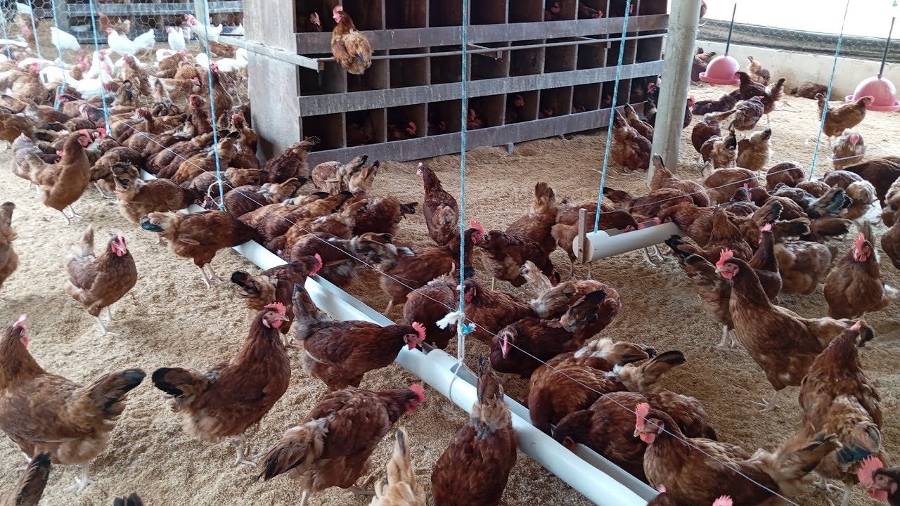 Vou vender todas as minhas Galinhas Embrapa 051 Veja por qual motivo. 🐓