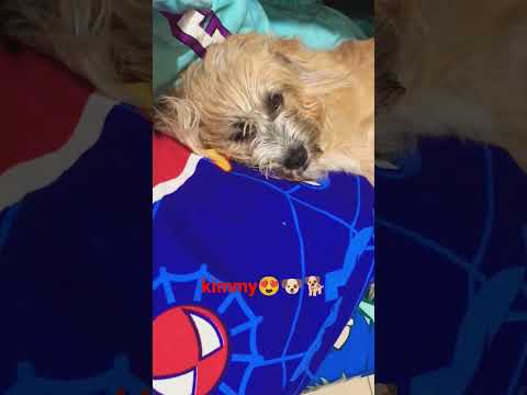#kimmy #furbaby  🐶🥰🥰🥰#shorts #doggieshorts