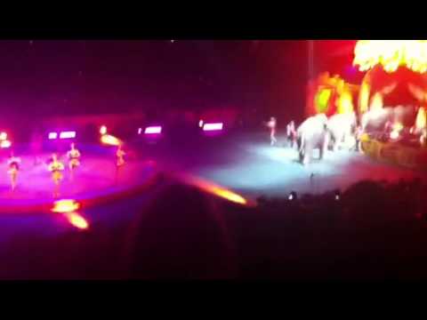 Ringling brothers elephants