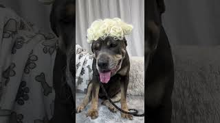 Video preview image #1 Mutt Puppy For Sale in Goodyear, AZ, USA