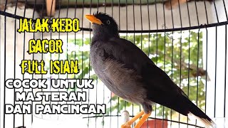Download lagu isian full jalak kebo gacor sangat pas untuk masteran dan pancingan jalak kebo mp3 Download lagu isian full jalak kebo gacor sangat pas untuk masteran dan pancingan jalak kebo mp3