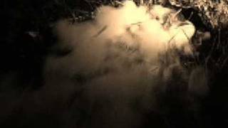 Bluebell - Patrick Wolf