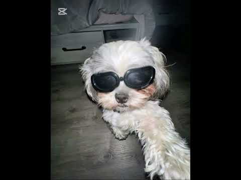 Bruno Mars x Ariana Grande x Snoop Dogg x Justin Timberlake x Video OFICIÁL