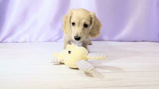 ミニチュアダックスの動画01