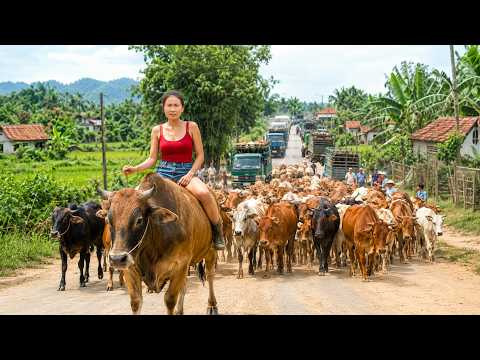 Bought Cows from 100 Miles Away and Sold Them to Villagers for Huge Profit!