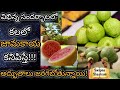 కలలో జామకాయ కనిపిస్తే Kalalo Jamakaya Kanipiste Kalalo Jama Ch