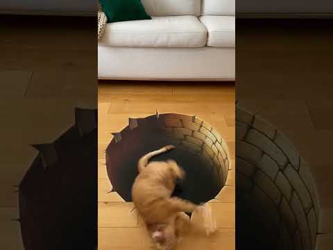 Cat confused by the optical illusion #2 😂 #cat