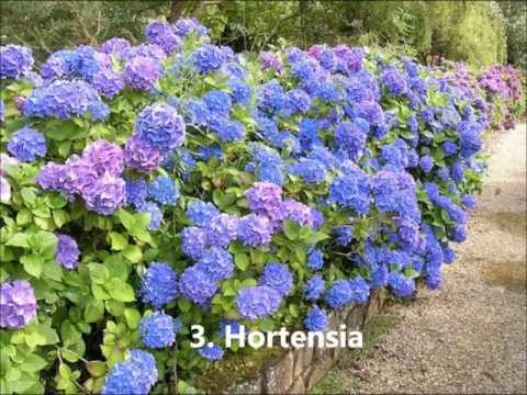 Plantas tóxicas más comunes que sembramos en el Hogar