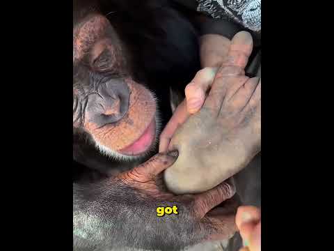How They Saved This Injured Chimp